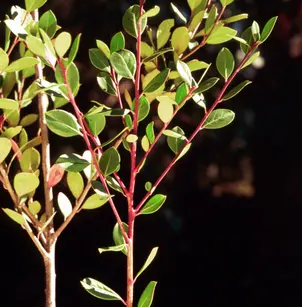 Large Gallberry (Ilex coriacea)