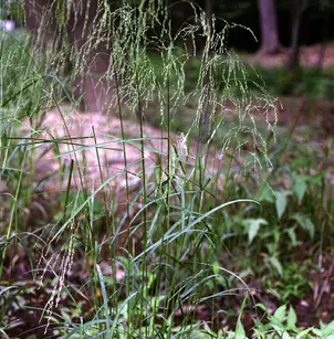 Fowl Mannagrass (Glyceria striata)