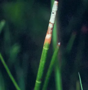 Jointed Spikesedge (Eleocharis equisetoides)