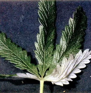 Cinquefoil (Potentilla gracilis)