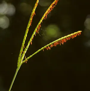 Eastern Gamagrass (Tripsacum dactyloides)