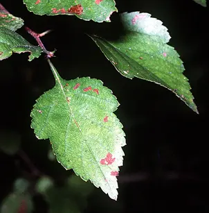 Green Hawthorn (Crataegus viridis)