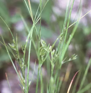 Poverty Rush (Juncus tenuis)
