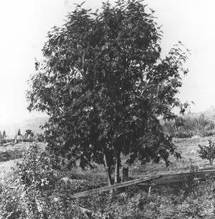American Mountain Ash (Sorbus americana)