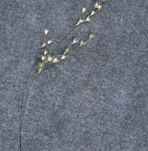 Forked Rush (Juncus dichotomus)