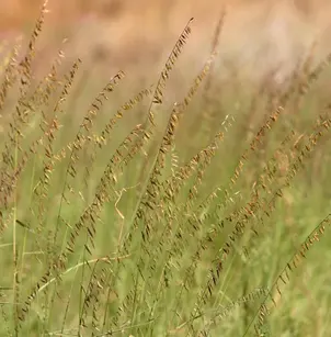 Sideoats Grama (Bouteloua curtipendula)