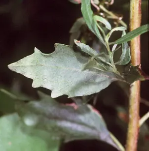 Eastern Baccharis (Baccharis halimifolia)