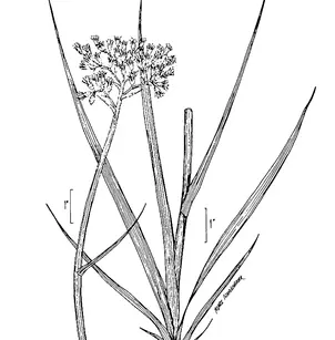 Carolina Redroot (Lachnanthes caroliana)