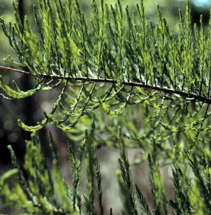 Pond Cypress (Taxodium ascendens)