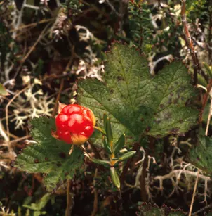 Cloudberry (Rubus chamaemorus)