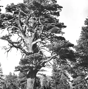 Jeffrey Pine (Pinus jeffreyi)