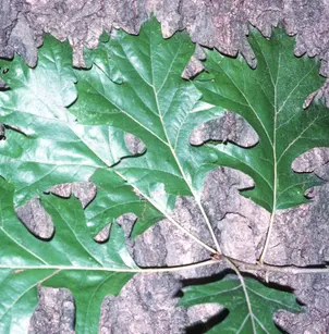 Shumard Red Oak (Quercus shumardii)