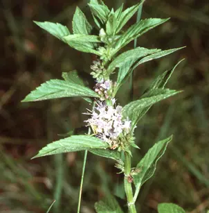 Wild Mint (Mentha arvensis)