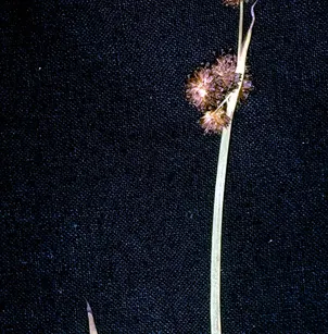 Swordleaf Rush (Juncus ensifolius)