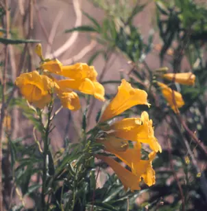 Yellow Bells (Tecoma stans)