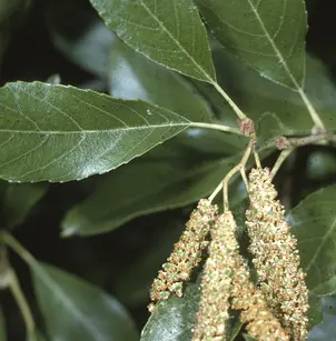 Seaside Alder (Alnus maritima)