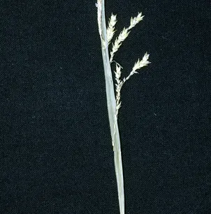 Drooping Sedge (Carex prasina)