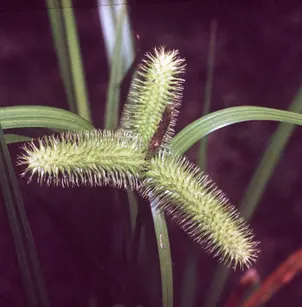 Longhair Sedge (Carex comosa)