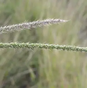 Plains Bristlegrass (Setaria vulpiseta)