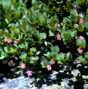 Bog Blueberry (Vaccinium uliginosum)