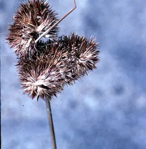 Torrey's Rush (Juncus torreyi)
