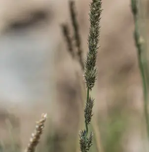 Spike Muhly (Muhlenbergia wrightii)