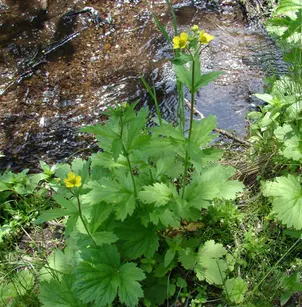 Largeleaf Avens (Geum macrophyllum)