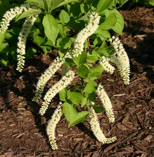 Virginia Sweetspire (Itea virginica)