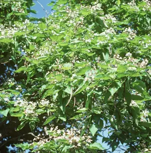 Bean Tree (Catalpa bignonioides)