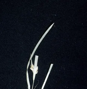 Thicket Sedge (Carex abscondita)