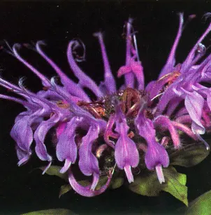 Wild Bergamot (Monarda fistulosa)