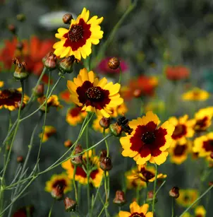 Golden Tickseed (Coreopsis tinctoria)