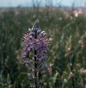 Atlantic Camas (Camassia scilloides)