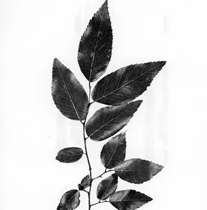 Planertree (Planera aquatica)