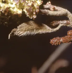Speckled Alder (Alnus incana subsp. rugosa)