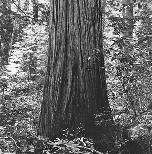 Port Orford Cedar (Chamaecyparis lawsoniana)
