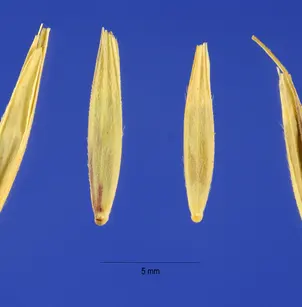Blue Wildrye (Elymus glaucus)