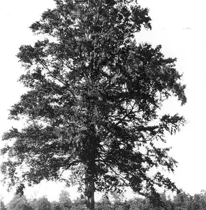 American Beech (Fagus grandifolia)