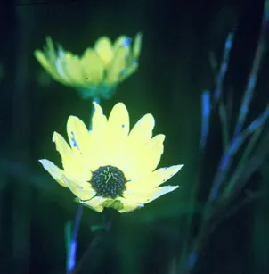 Swamp Sunflower (Helianthus angustifolius)
