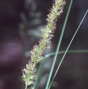 Fox Sedge (Carex vulpinoidea)