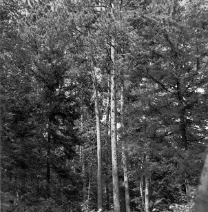 Red Pine (Pinus resinosa)