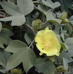 Hawai'ian Cotton (Gossypium tomentosum)