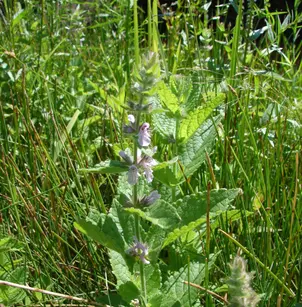 Marsh Hedgenettle (Stachys palustris)