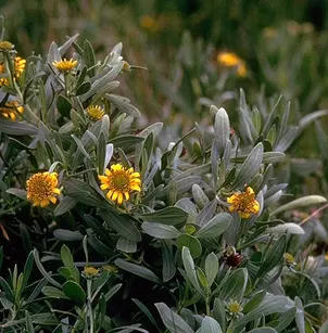 Bushy Seaside Tansy (Borrichia frutescens)