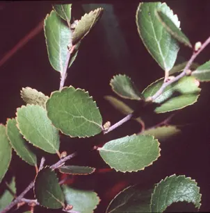 Bog Birch (Betula pumila)