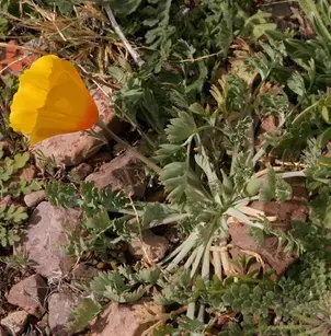 California Poppy (Eschscholzia californica)