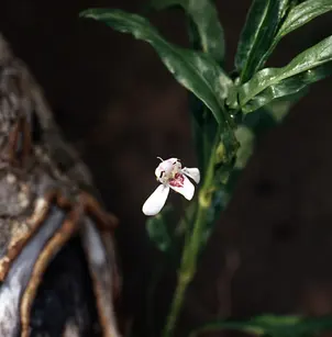 American Water-Willow (Justicia americana)
