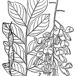 Yellow Wood (Cladrastis kentukea)