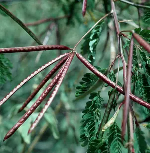 Wild Tantan (Desmanthus virgatus)