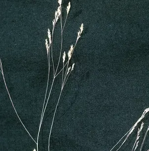 Winter Bentgrass (Agrostis hyemalis)